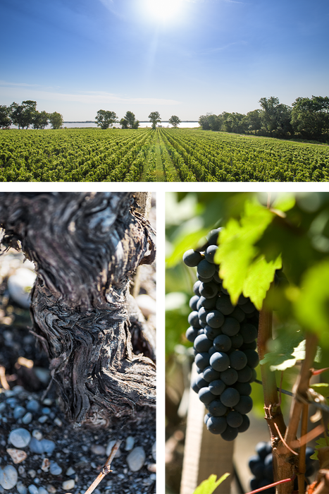 Chateau Lynch-Bages Exclusive Dinner at Bresson